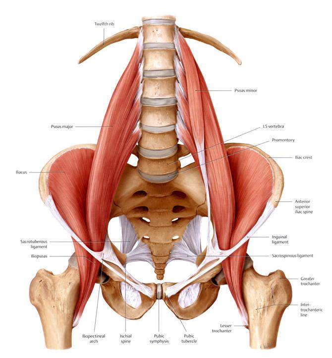 anterior inferior iliac spine muscle attachment
